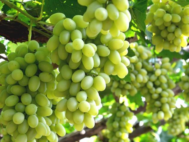葡萄的产地是哪里，葡萄的产地是哪里喜欢的原因（请认清这5个产地）