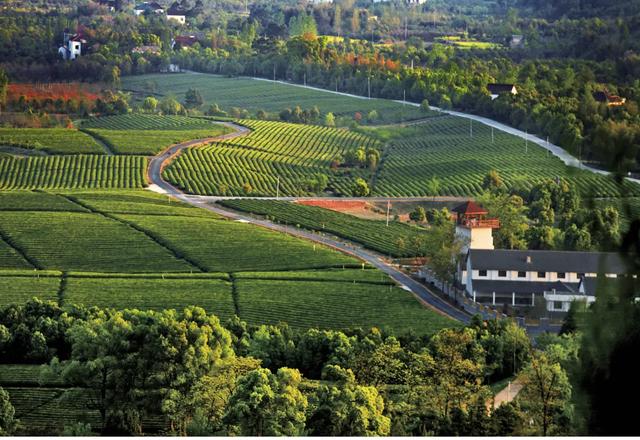 顾渚紫笋的功效和作用，顾渚紫笋冲泡方法（▏浙江历史上的两大贡茶）