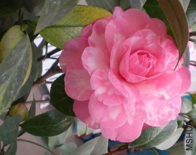 50种惊艳茶花(棵棵颜值在线,一点不输月季!) - 彝家农业网