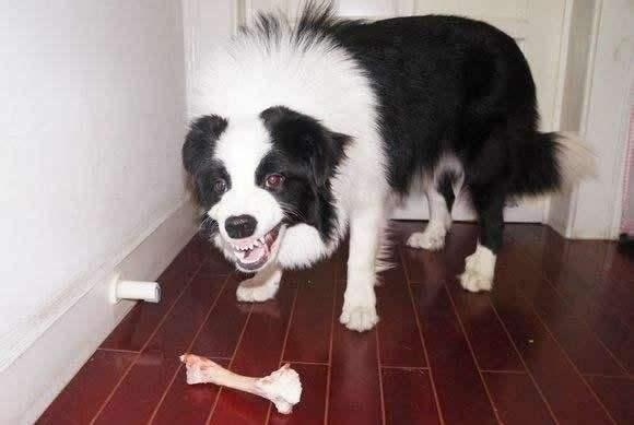 狗护食（狗狗护食），狗狗出现护食，和主人关系很大（什么是狗狗护食）