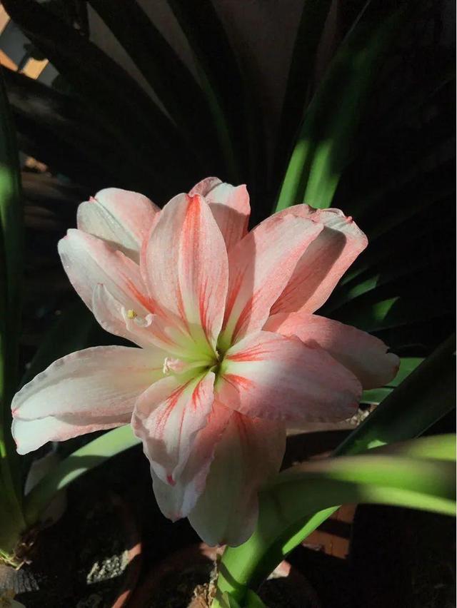 鸟尾花的繁育管理，鸟尾花 花期（30种耐阴花）