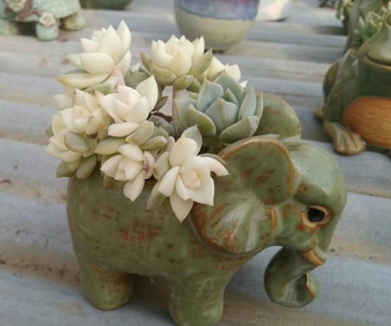 多肉植物所代表的花语，多肉植物花语（都是表示“爱意”的）