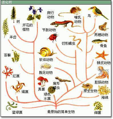 动物植物启示的发明(动物的发明启示)-柯彬网
