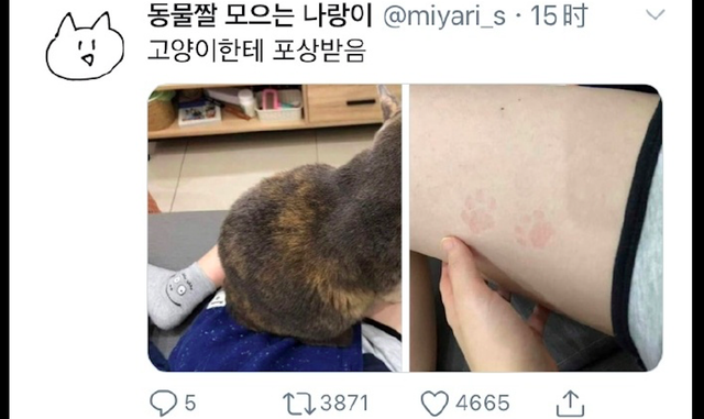 猫爪印（猫爪印素材，猫咪坐在主人的大腿上（猫爪印怎么画）