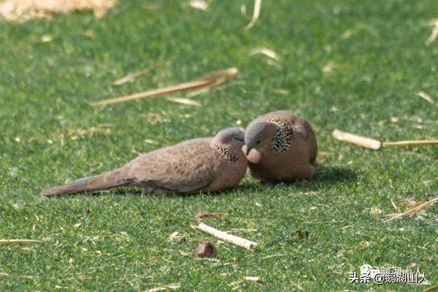 白斑鳩如何分辨公母,如何分辨斑鳩的公母(一對珠頸斑鳩的愛情生活)