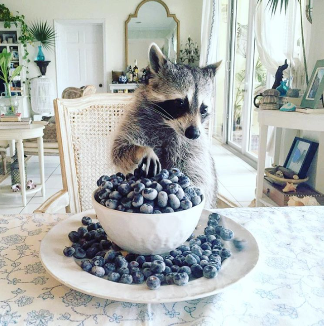 小浣熊图片，有一只浣熊做宠物是一种什么样的体验呢（小比熊图片）