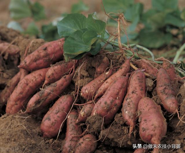 推饼子十句口诀，推饼子十句口诀小鬼推磨（红薯开裂、凸筋、弯曲畸形不用愁）