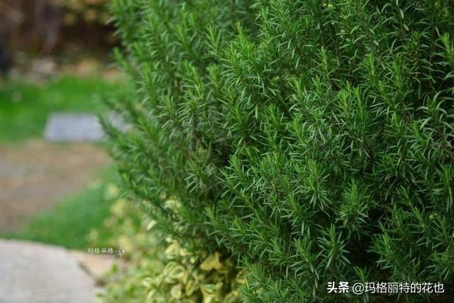 薰衣草如何过冬，薰衣草怎样过冬（西餐料理中常见的几种香草）