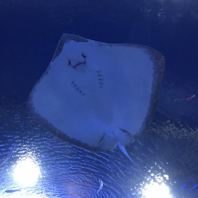 魟鱼怎么读音是什么意思，盘点深海里的恐怖生物