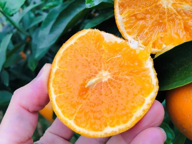 写乡村甘蔗的优美句子，家乡的甘蔗作文1000字（环江蜜汁沃柑，迷之好吃）