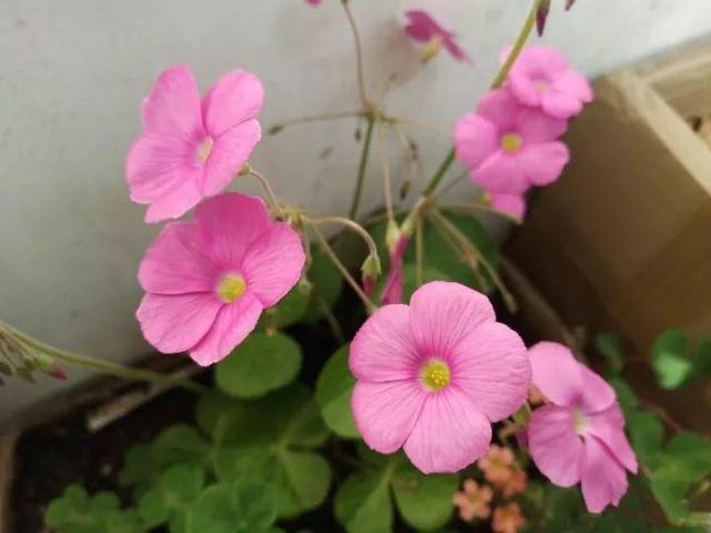 儿童简笔画蒜苗的画法，儿童画蒜苗简笔画图片（快培养一下你家的小花匠）