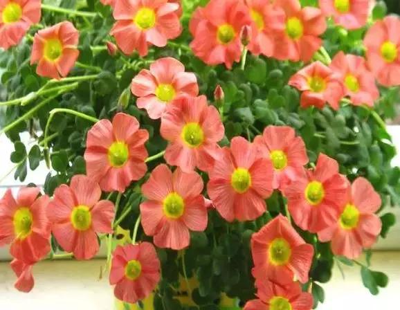 绿萝好养吗,绿萝怎样栽培(绿萝竟然排在倒数第1) 绿萝好养吗,绿萝怎样栽培(绿萝竟然排在倒数第1)