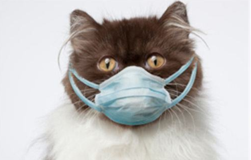 猫咪乱拉屎的原因，猫咪为什么突然到处大小便（常见的5种引起猫咪腹泻的病因）