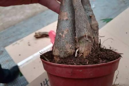 发财树烂根还能活吗，分清这2种情况，它还能救活