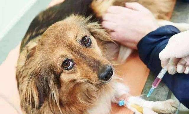 星期狗的特点和习惯，如果狗狗有这些特征