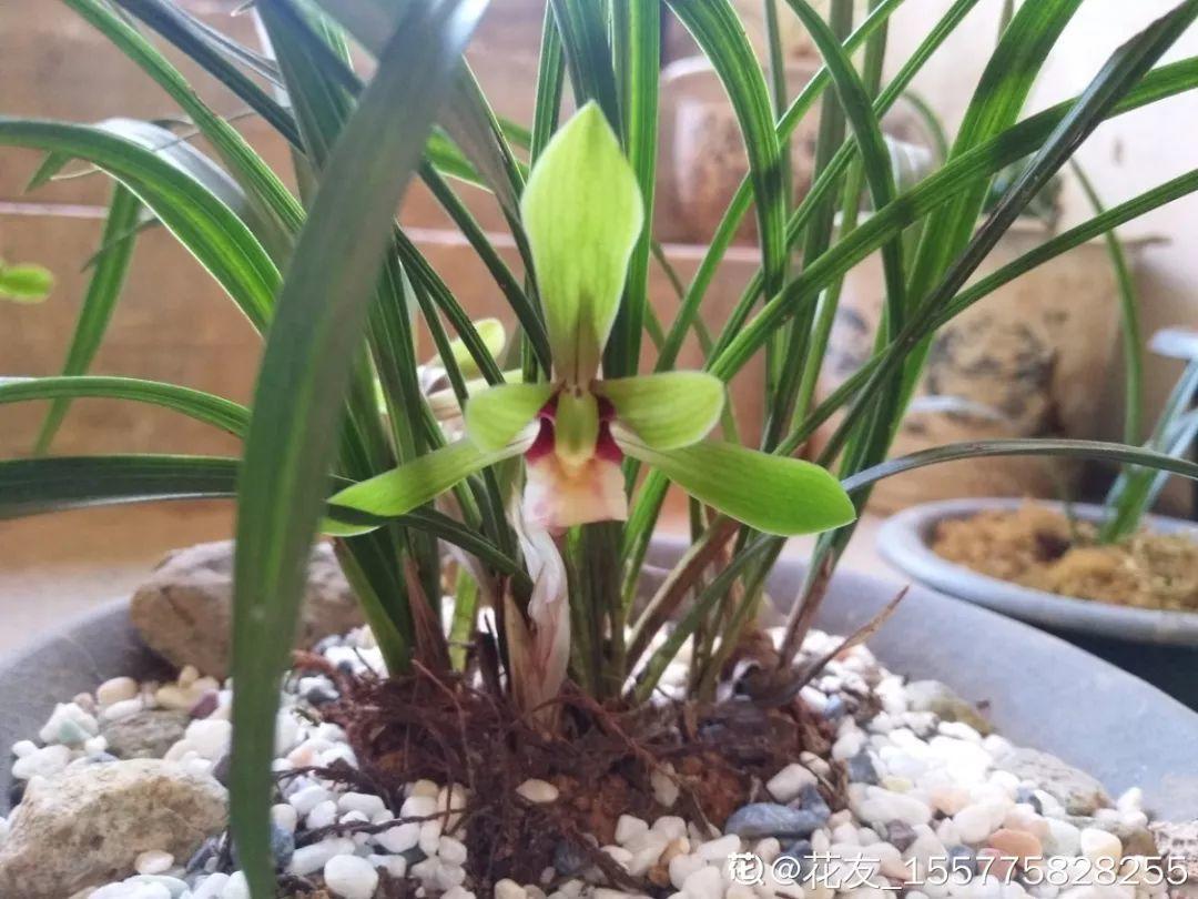 兰花什么时候开花，兰花开花时间（兰花最全养护要点）