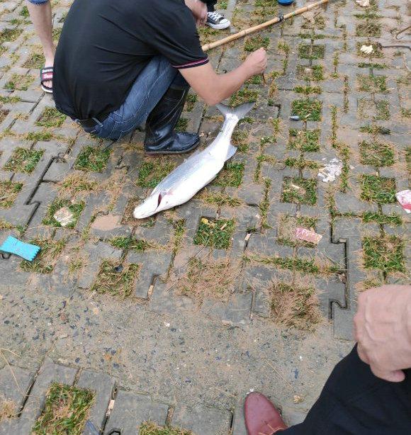 翘嘴鱼多少钱一斤， 翘嘴鱼叫什么名字（翘嘴鱼群聚集巢湖口）