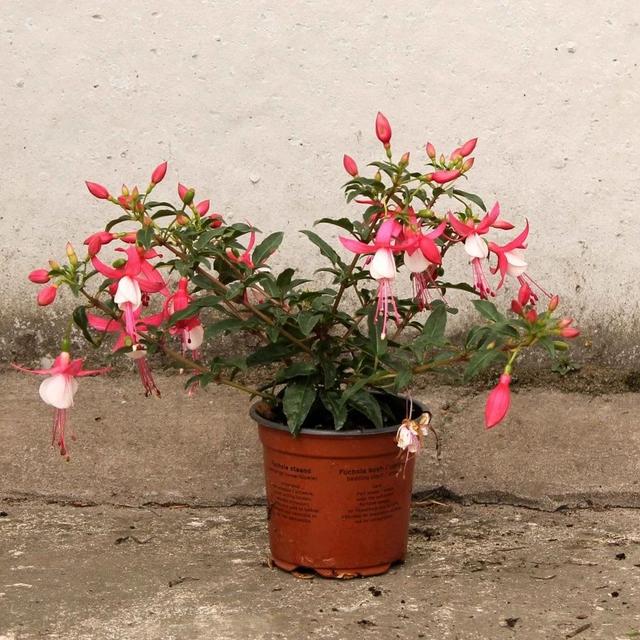 倒挂金钟也叫"吊钟海棠","灯笼花",它们有时候也会被叫做"吊钟花",它