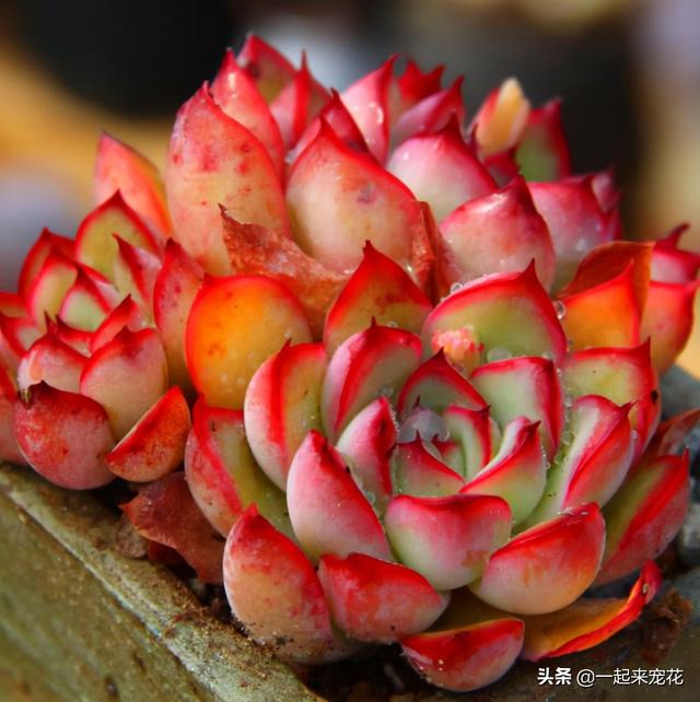 多肉好看的品种有哪些，什么品种的多肉最好看（盘点5种好养又好看的多肉）