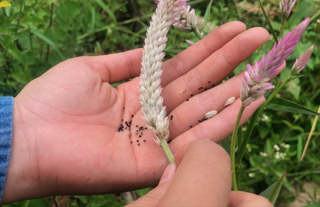 小草的***称呼,农田常见杂草青葙 - 玉三网