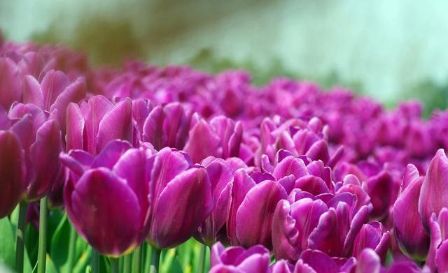 天堂鸟花语，天堂鸟花图片（你知道大自然中这些花的花语吗）