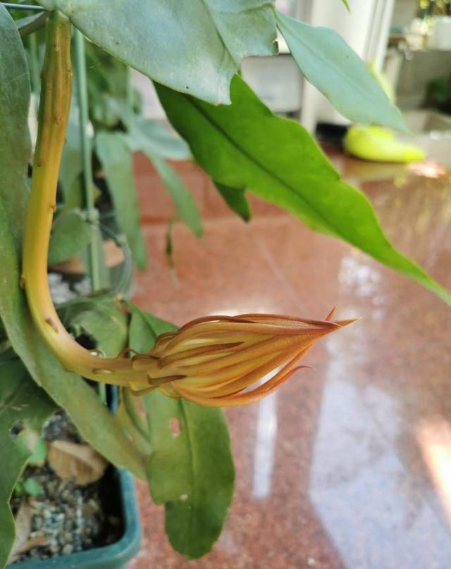 用一片叶子扦插的昙花应该怎么养，昙花整片叶子怎么扦插（用一片叶子就可以扦插一盆）