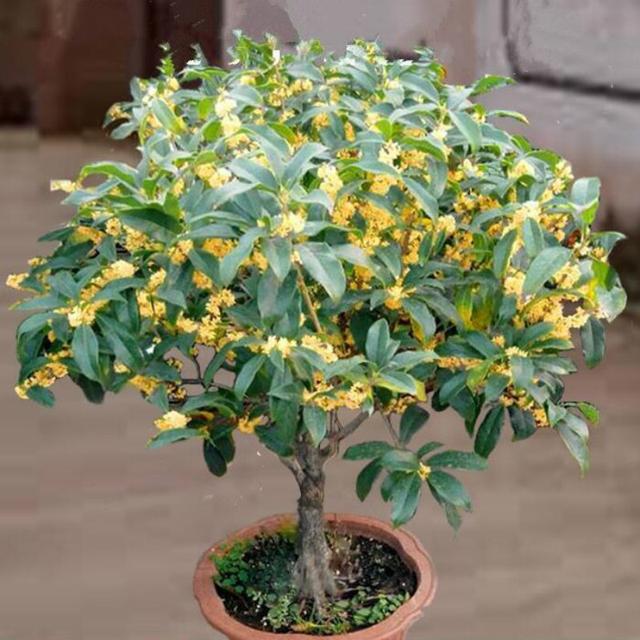 红桂花的功效与作用及食用方法，红桂花和黄桂花的区别（能吃能看还能养人）