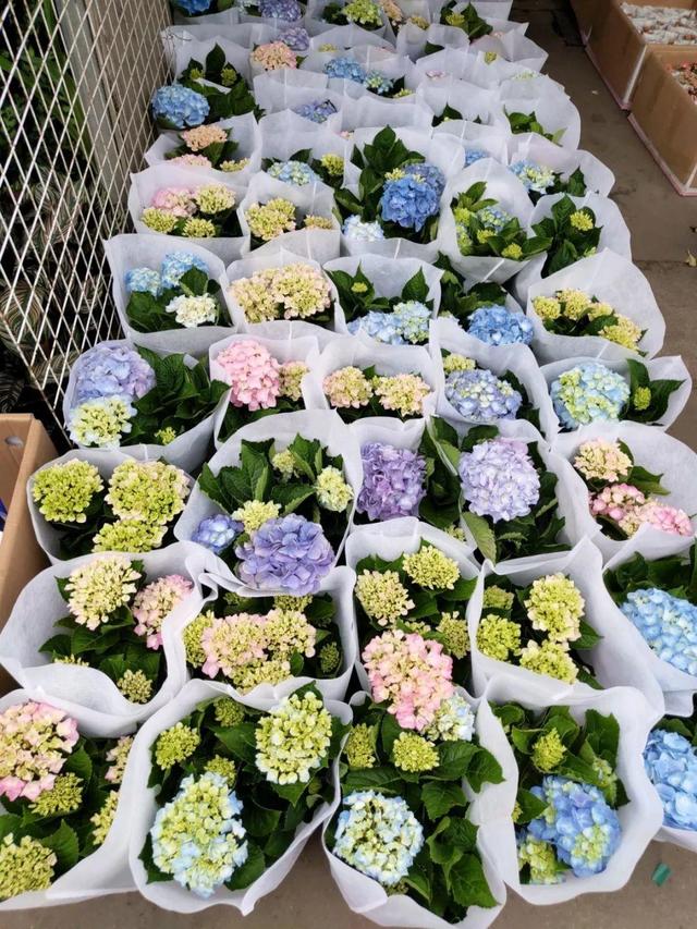 荷花最好看的品种是什么，这花最好看、最好养