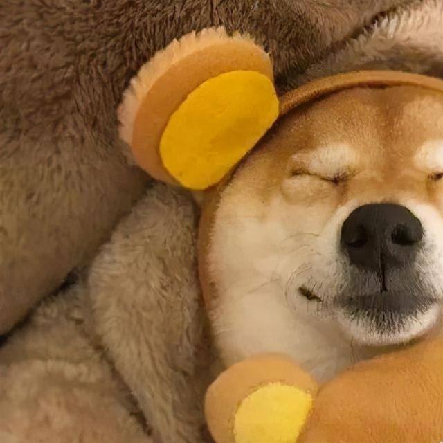 哈比是什么意思，哈比是什么意思网络用语（寓意健康平安的狗狗名字吉祥如意-可爱点）