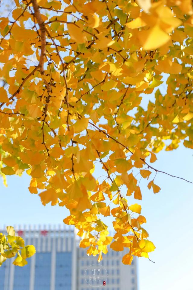 许昌旅游景点有哪些,许昌旅游景点有哪些地方(带你感受专属秋天的浪漫景色) 许昌旅游景点有哪些,许昌旅游景点有哪些地方(带你感受专属秋天的浪漫景色)