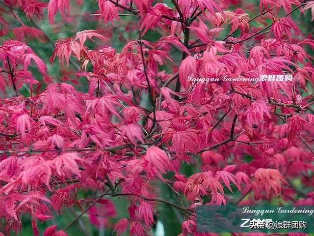 什么样的枫树填空。，什么的枫树填空词语二年级（增添了花园四季色彩之美）