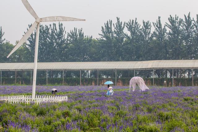 北京蓝调薰衣草庄园，北京薰衣草庄园（北京的蓝调薰衣草庄园就能狠狠浪漫一把）