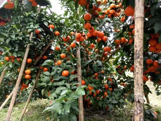 沃柑和芦柑的区别，芦柑和沃柑的区别是什么（17种优质柑橘品种大盘点）