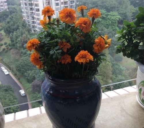 驱蚊植物有哪些，驱蚊的植物有哪些（种4盆驱蚊植物）