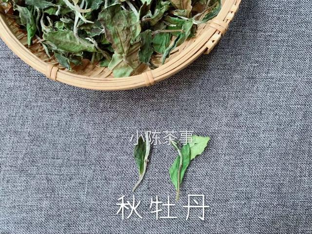 白牡丹茶怎么泡，白牡丹是什么茶（白茶春牡丹和秋牡丹）