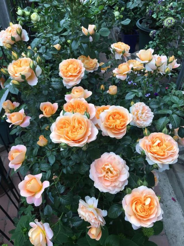 代表富贵吉祥寓意的花，代表富贵吉祥寓意的花朵（到底哪些花是“招财”花）