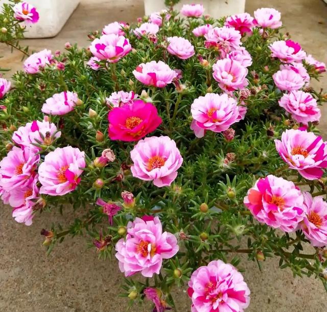 适合家里养的32种花，家里养什么花好（”家居盆花100种）