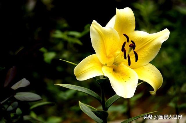 百合花的寓意是什么，百合花有几种颜色（不知道送百合花什么含义的朋友要注意了）