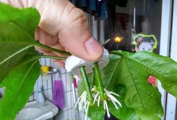 霸王花是火龙果的花吗，昙花、霸王花、火龙果花和令箭荷花的区别（奶奶把一根枝插土里）