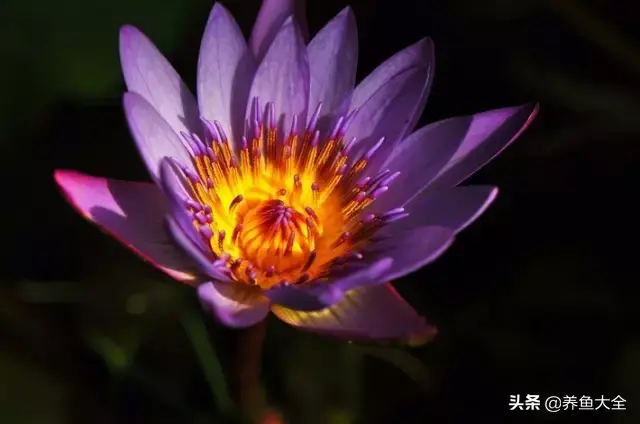 莲花的别称有哪些，莲花的别称有哪些拼音（ 太齐全太珍贵了）