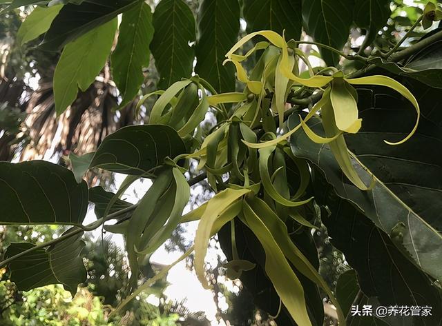 依兰花的功效与作用，依兰有什么功效与作用（依兰花，从古色古香中走来）