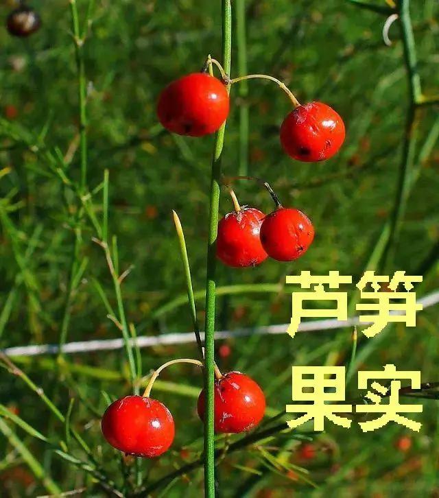 芦笋需要去皮吗，芦笋是否需要去皮（才发现很多人没吃过芦笋）