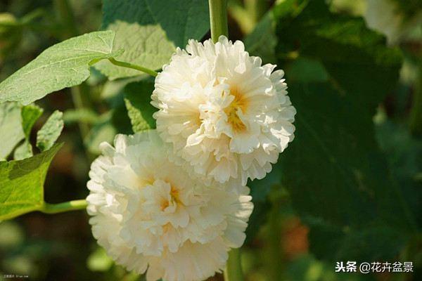 蜀葵花的花语和寓意，蜀葵花的花语和寓意图片（蜀葵—这种花语是“梦”的常见花卉）