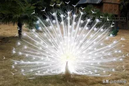 为什么雄性白孔雀也会开屏，孔雀开屏都是雄的吗（白孔雀开屏，太美了）