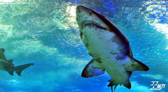 青岛有几个海底世界，青岛海底世界有几处（是有着中国最大的海底世界吗）