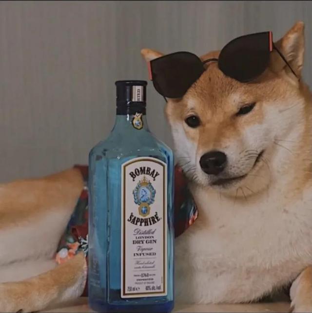 可爱的狗子图片，可爱狗子头像微信（狗狗憨憨头像‖好可爱啊）