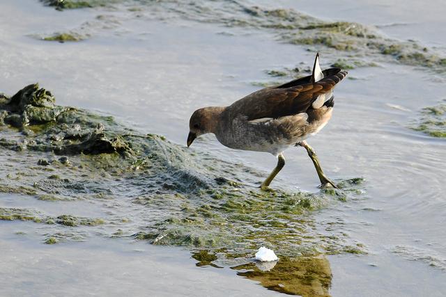 水鸡是什么，水鸡是什么车（西方秧鸡、叽咋柳莺......）
