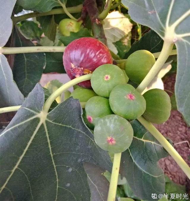 不锈钢盆可以放烤箱吗，烤箱里可以放不锈钢盆吗（10种花最养人）