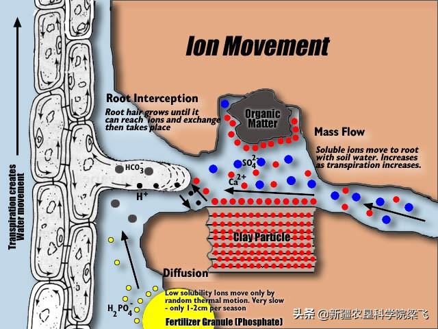 硫酸锌化学式，硫酸铁化学式怎么写出来的（滴灌玉米如何科学补充锌）