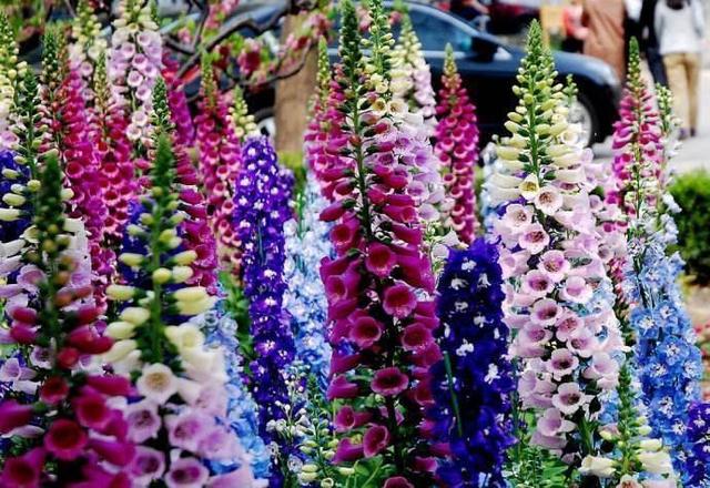 毛地黄是什么，毛地黄是什么科属（这花不养真的好亏）